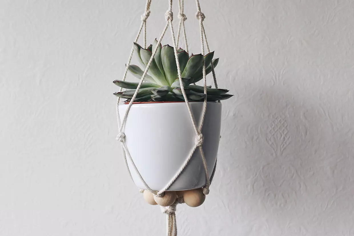 Plante suspendue
