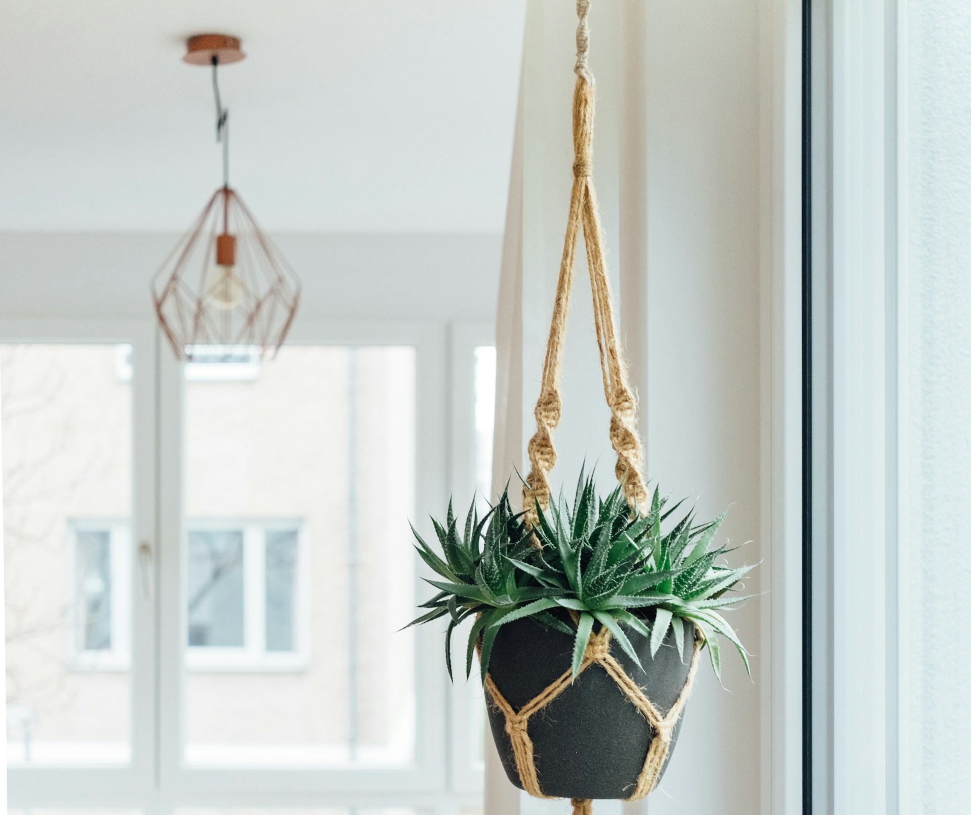 plantes-suspendues-decoratives