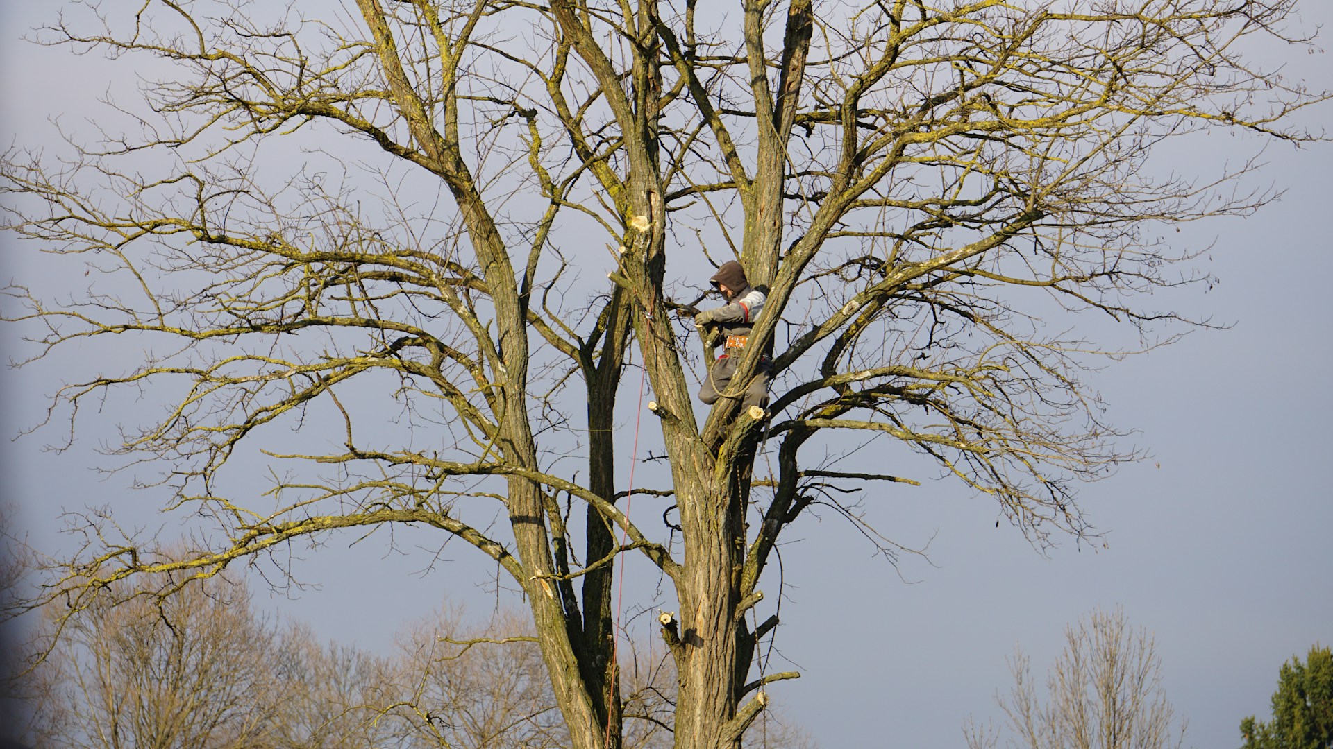 Étêtage d'arbres très hauts : une pratique à encadrer