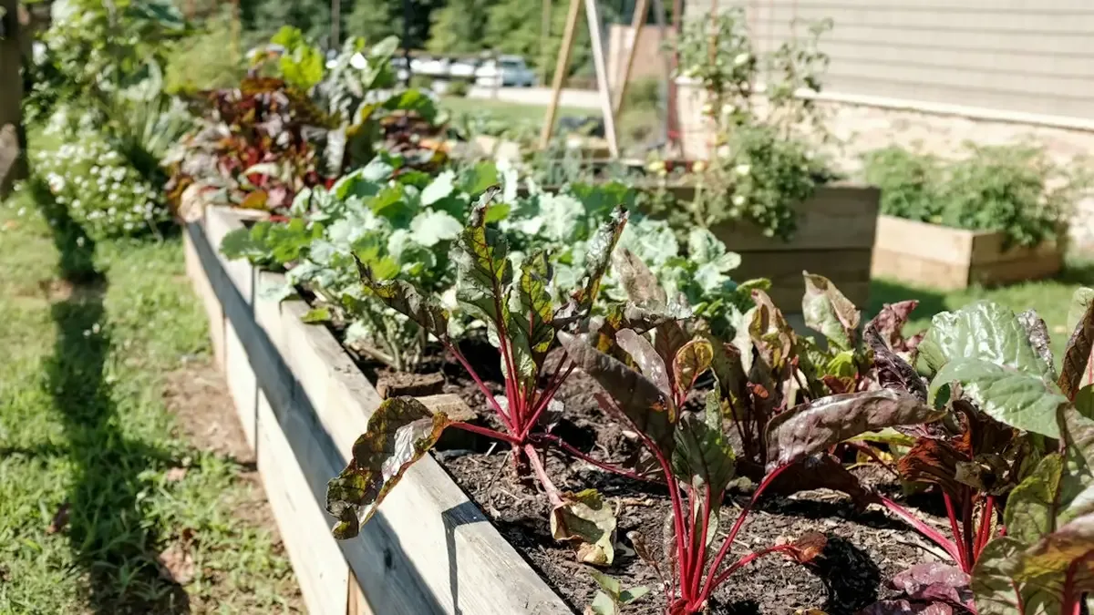 carre potager fait maison — Carré potager fait maison