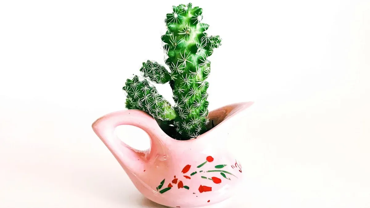 entretien cactus interieur — Entretien cactus intérieur : arrosage d'un cactus