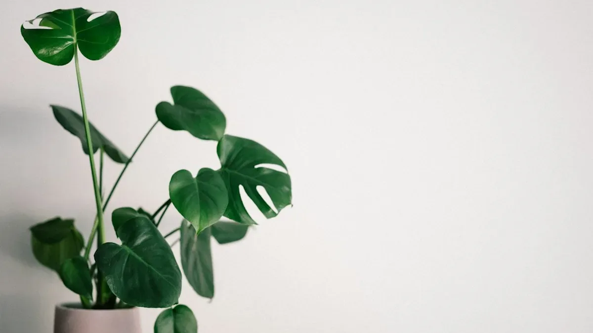 meilleurs plantes d interieur — Meilleurs plantes d'intérieur : trois critères, pas un classement