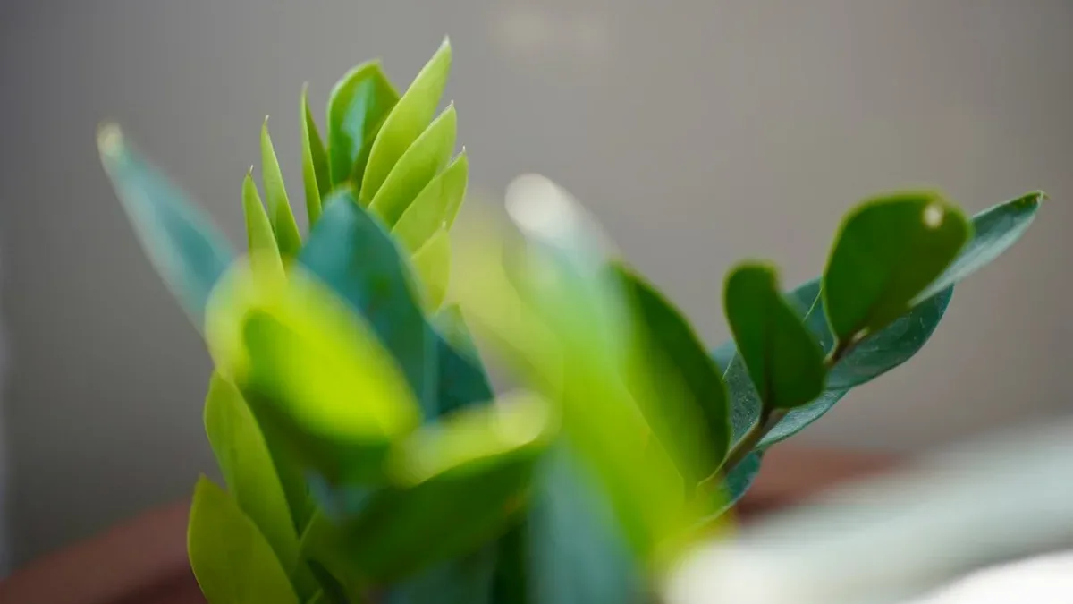 plante d interieur facile d entretien — Plante d'intérieur facile d'entretien : arbre intérieur