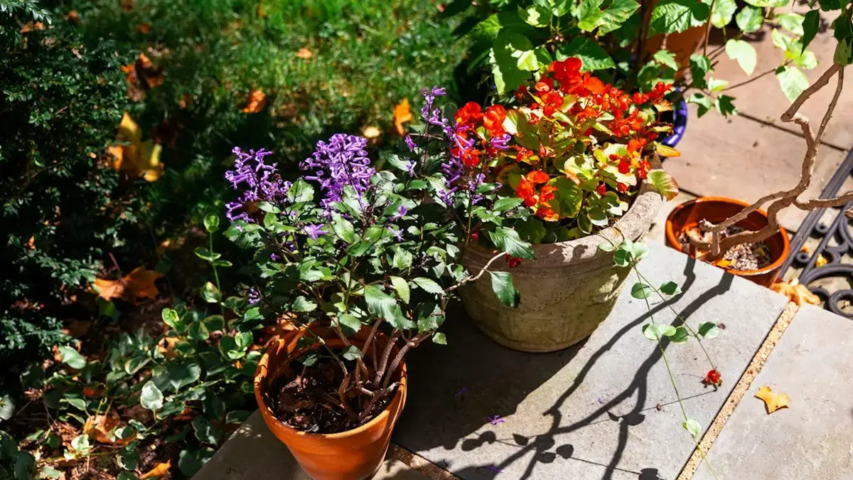 plante de saison — Plante de saison : ce qui tient maintenant et ce qu'on remplace