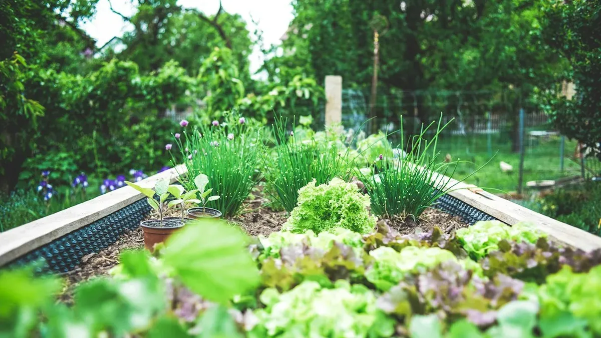 plante potager — Plante potager : ce qui revient seul et ce qu'il faut ressemer