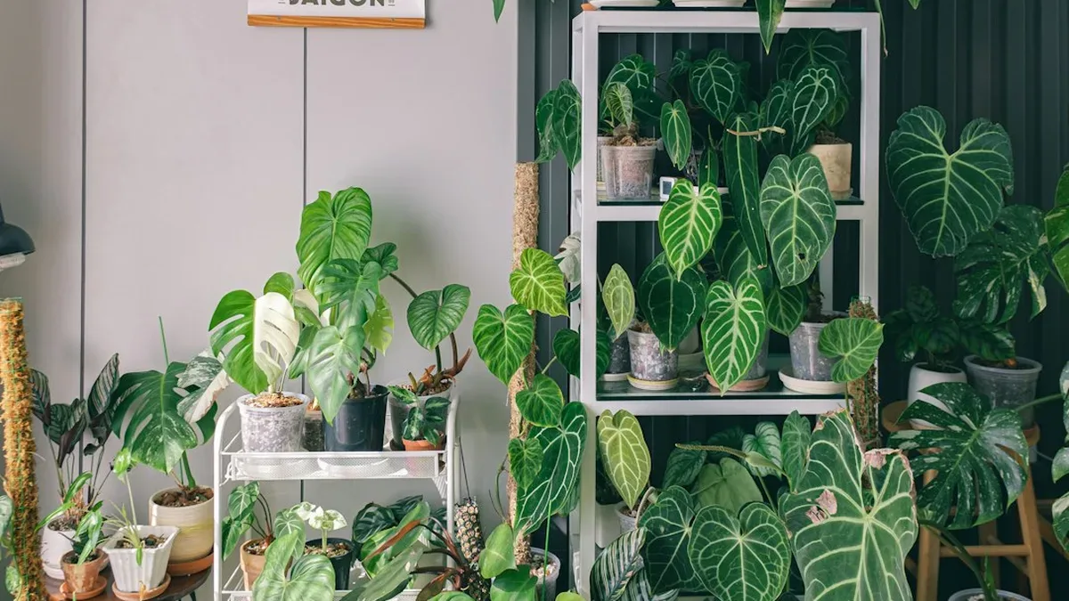 plantes d interieur ombre — Plantes d'intérieur ombre : mesurer la lumière avant de choisir