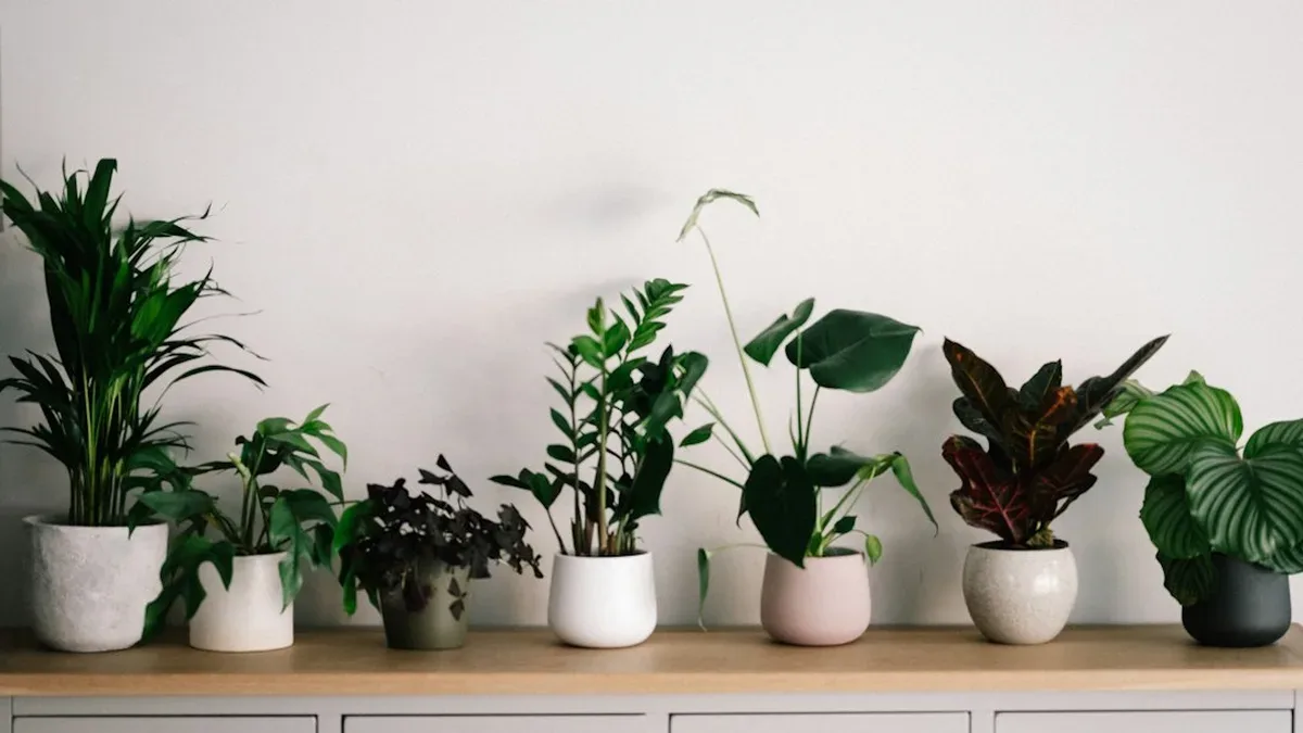 plantes d interieur sans lumiere — Plantes d'intérieur sans lumière : ce qui tient, ce qui s'étiole