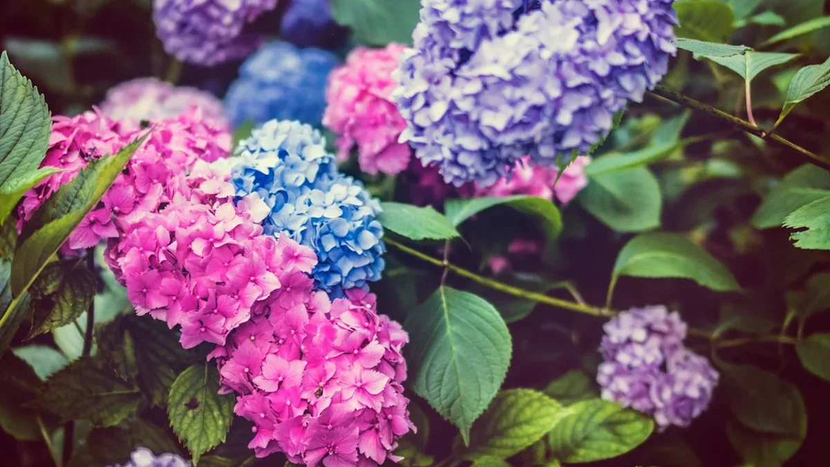 plantes de terre de bruyere — Plantes de terre de bruyère : hortensia camélia rhododendron