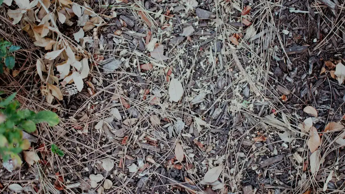 plantes sans entretien — Plantes sans entretien : paillage, couche et bonne saison